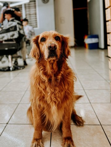 Nala, mascota oficial de Mos Studio